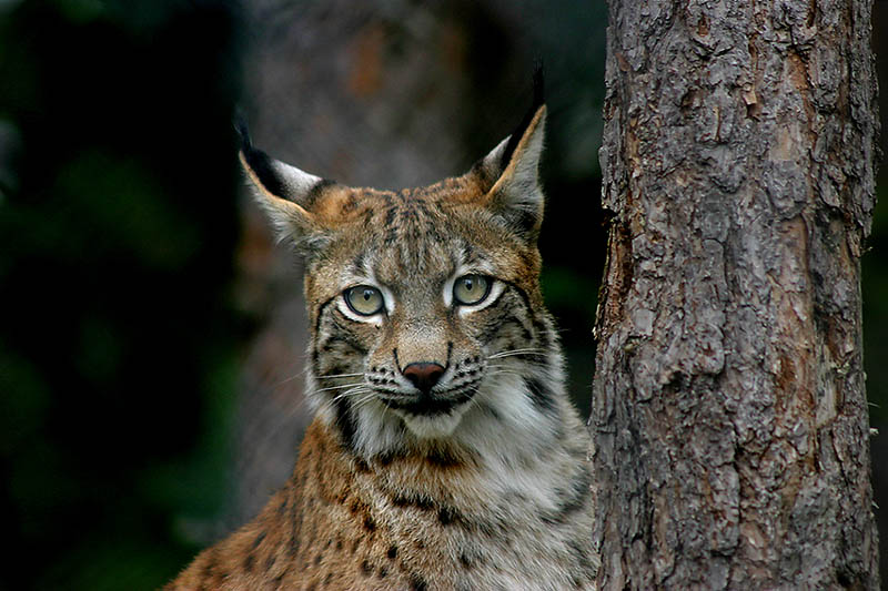 Luchs