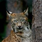 Luchs