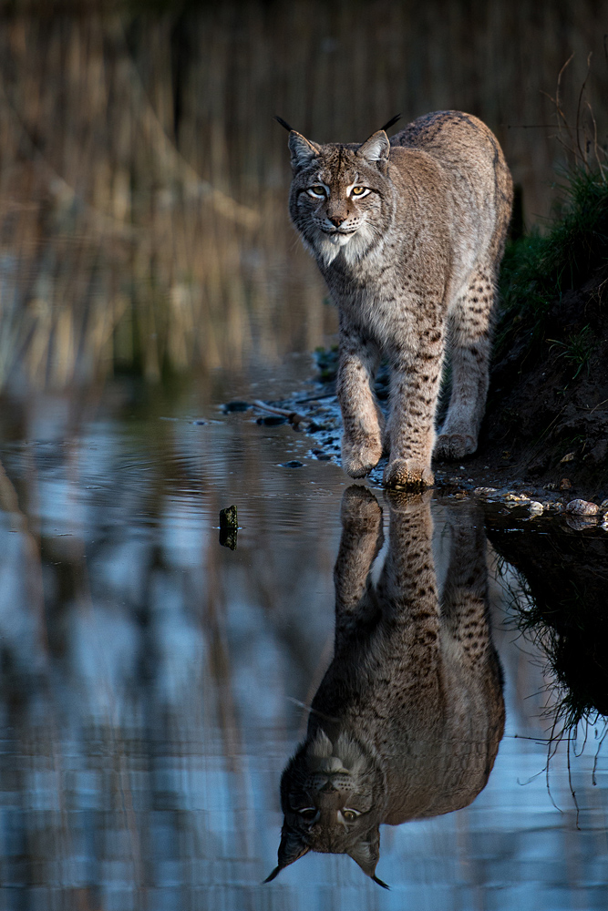 Luchs