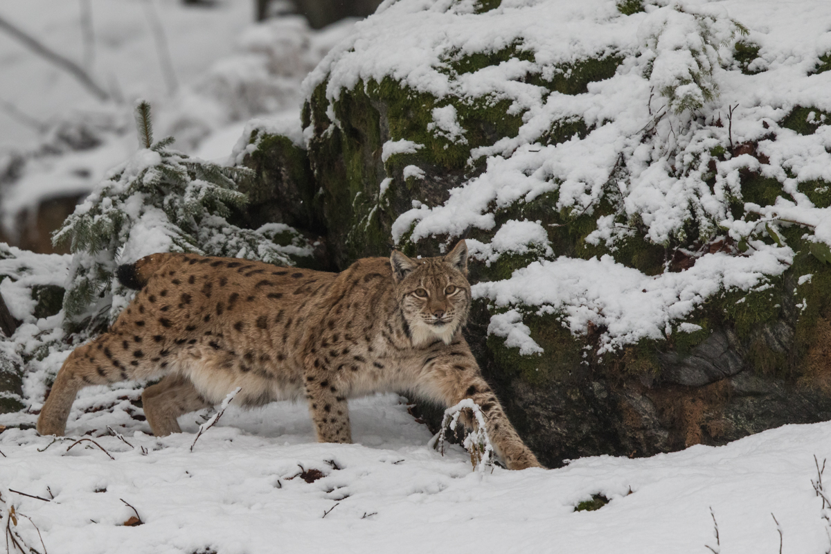 Luchs