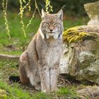 Luchs