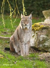 Luchs