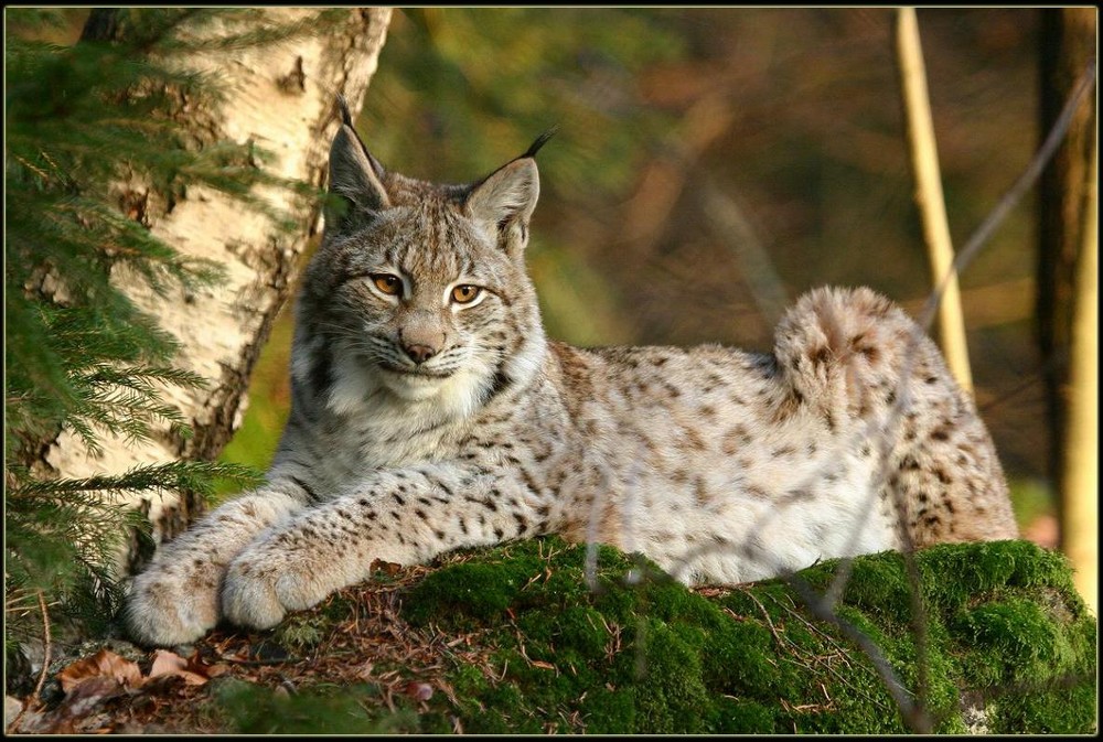 Luchs ( fotogen)