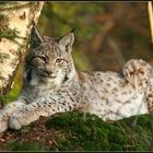 Luchs ( fotogen)