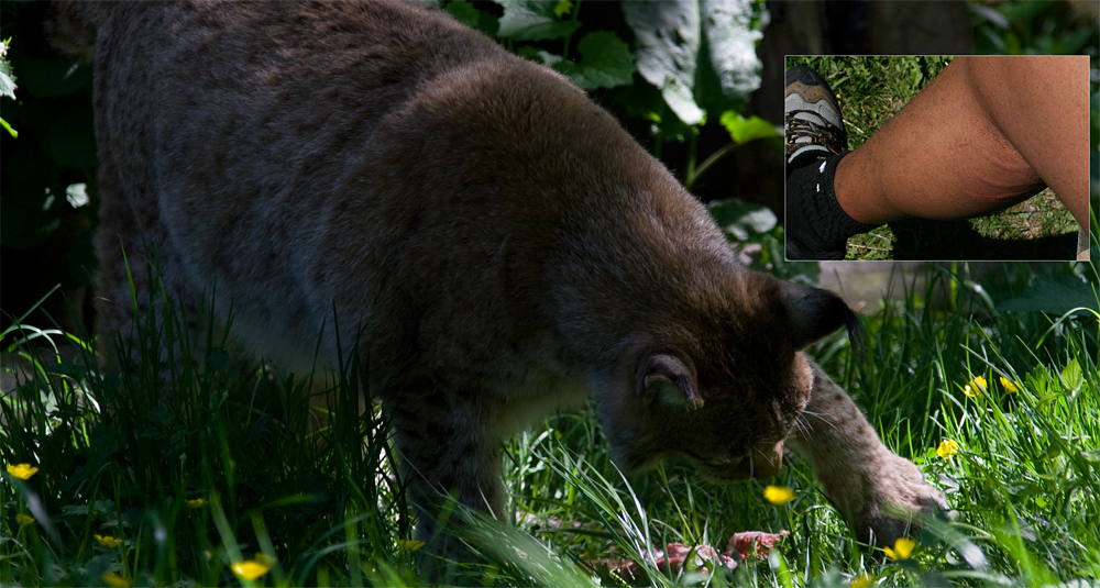 Luchs fütterung!