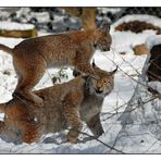 Luchs - Fun