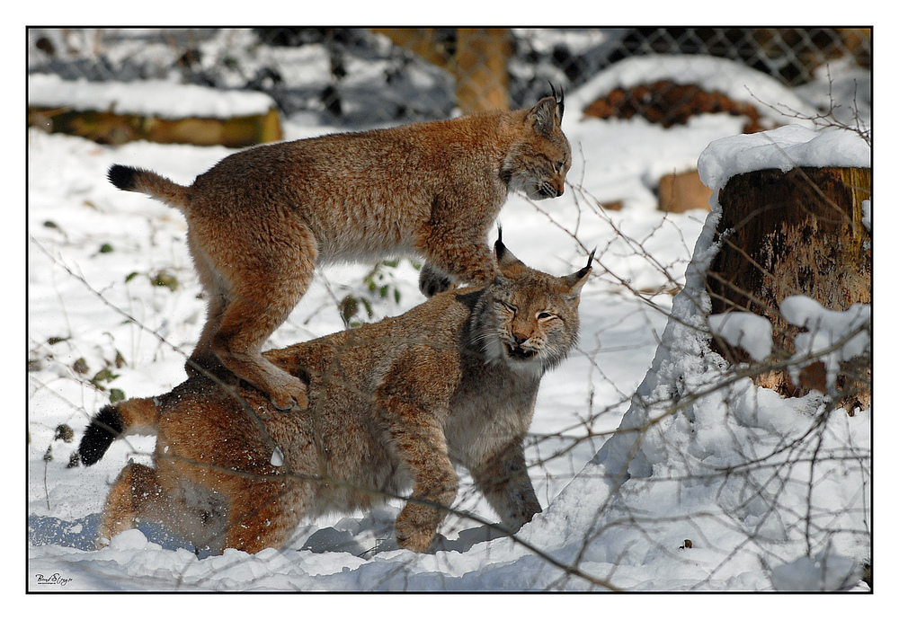 Luchs - Fun