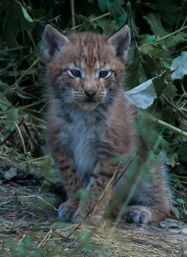 luchs gaaanz klein