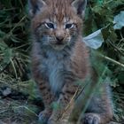 luchs gaaanz klein