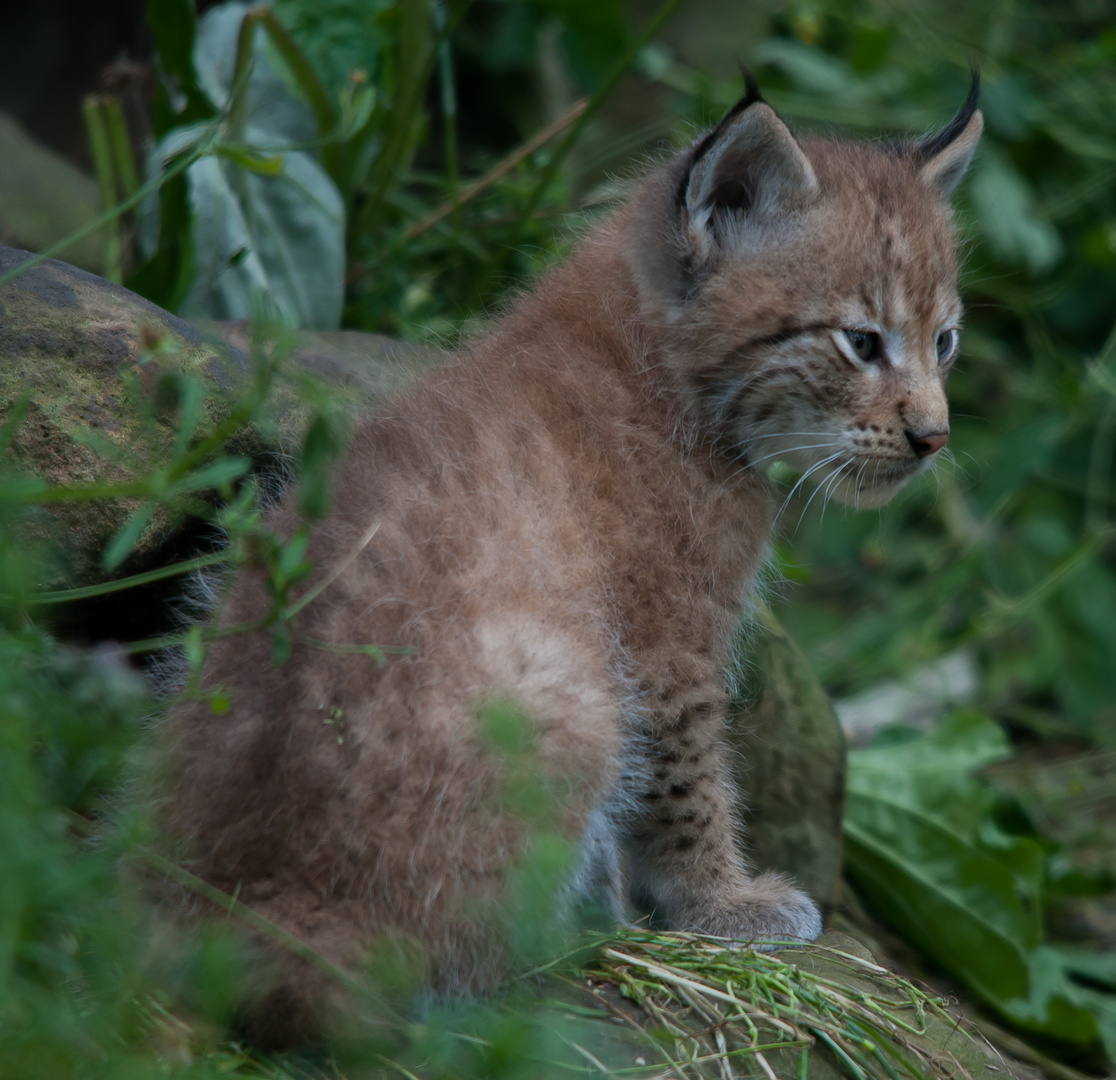 luchs gaaanz klein II