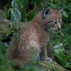 luchs gaaanz klein II