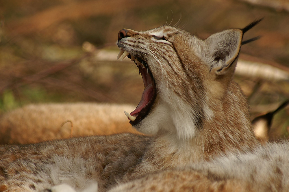 Luchs-Gähnen...