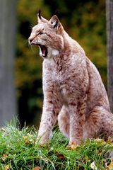 Luchs gähnend