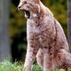 Luchs ghnend