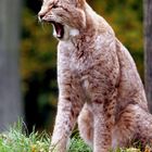 Luchs gähnend