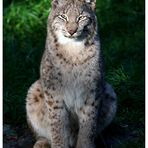 Luchs ganz brav