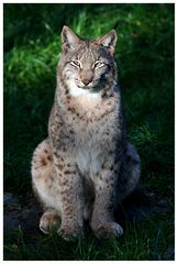 Luchs ganz brav