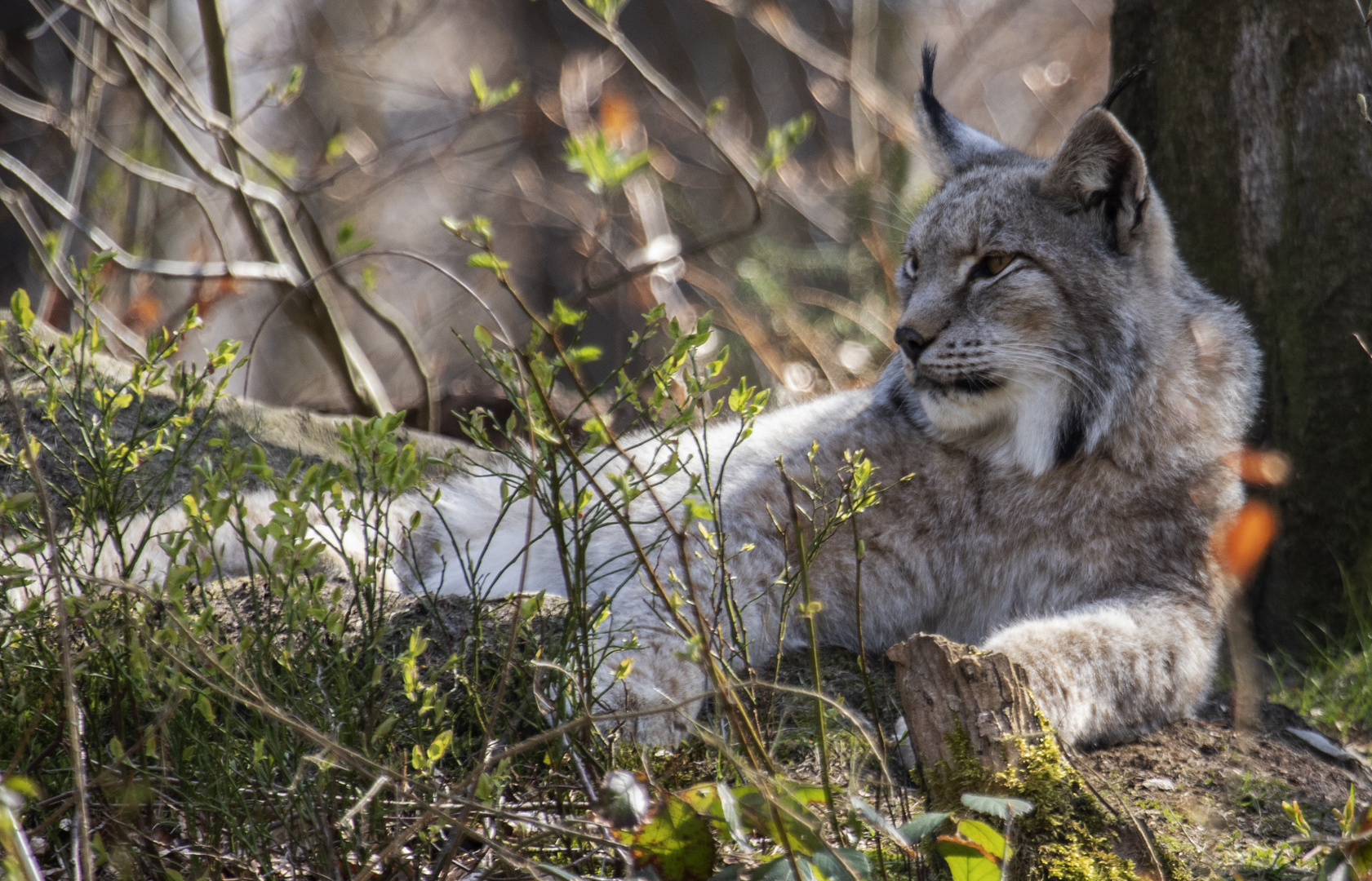 Luchs ganz relaxed