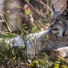 Luchs ganz relaxed