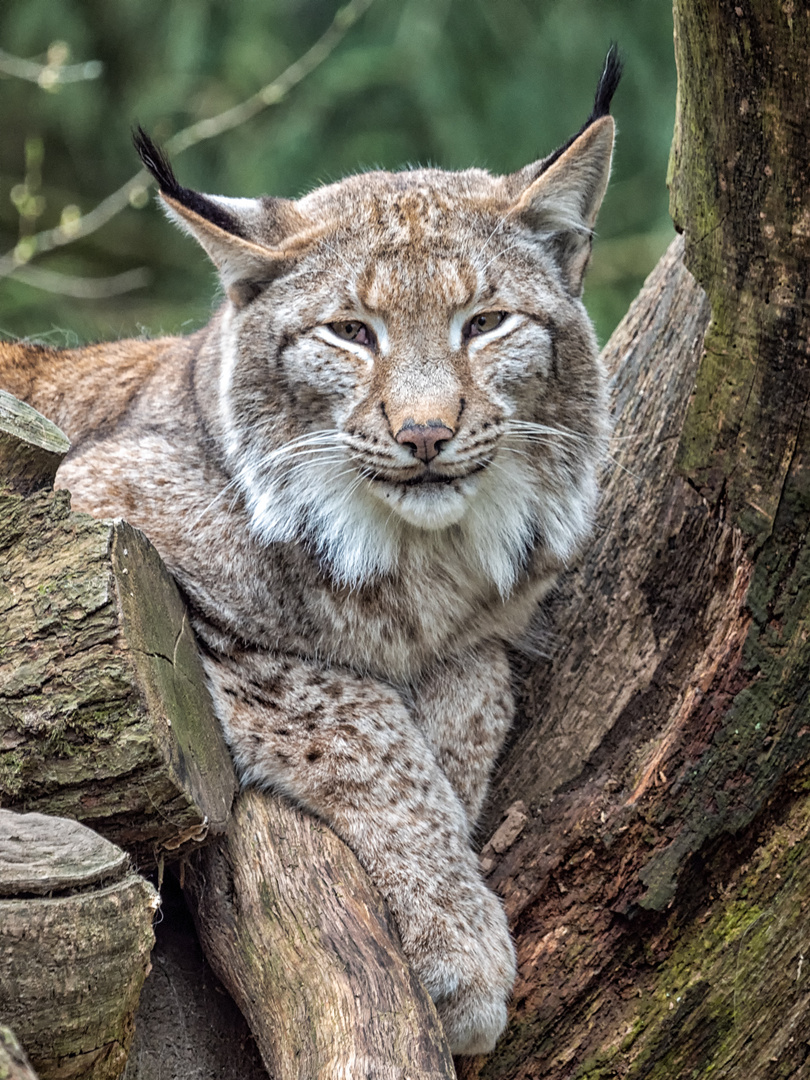 Luchs gechillt