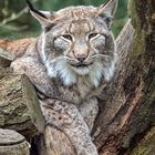 Luchs gechillt