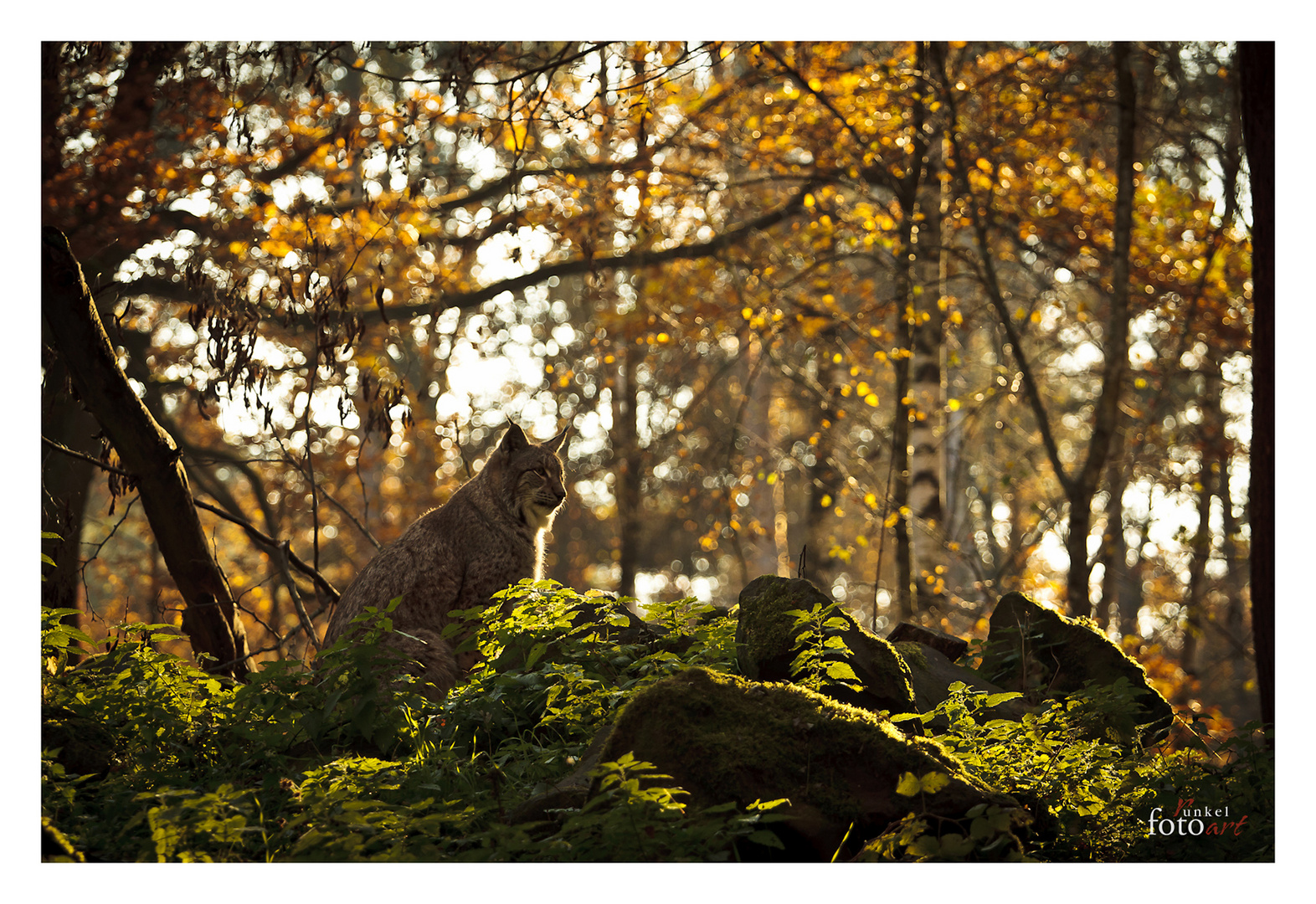 Luchs genießt warme Sonnenstrahlen