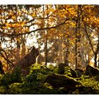 Luchs genießt warme Sonnenstrahlen