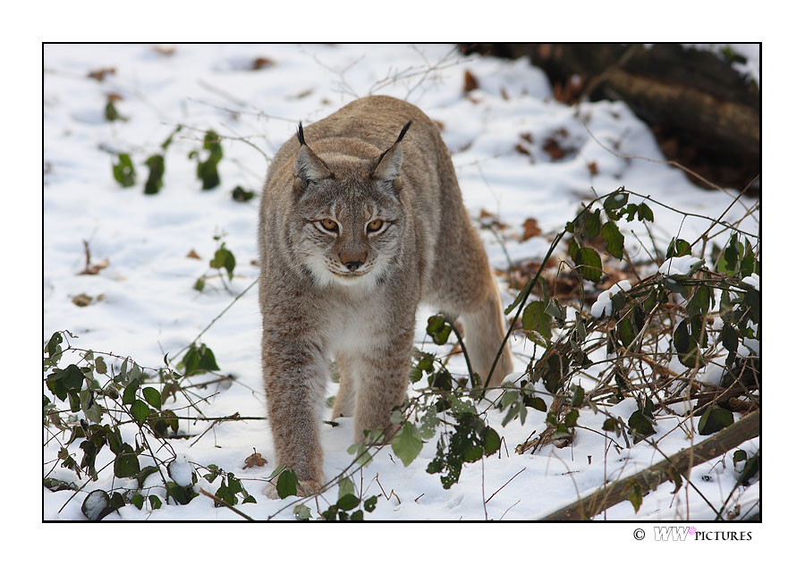 Luchs -gesättigt-