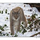 Luchs -gesättigt-