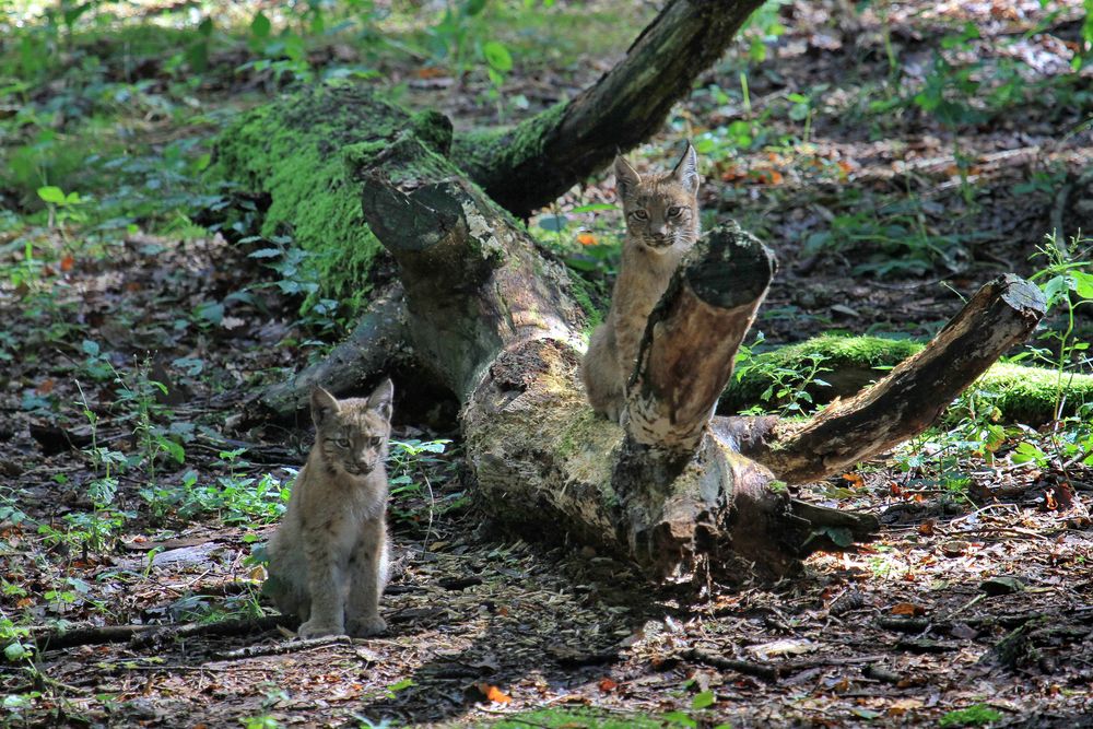 Luchs-Geschwister...