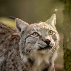 Luchs guckt ins Licht