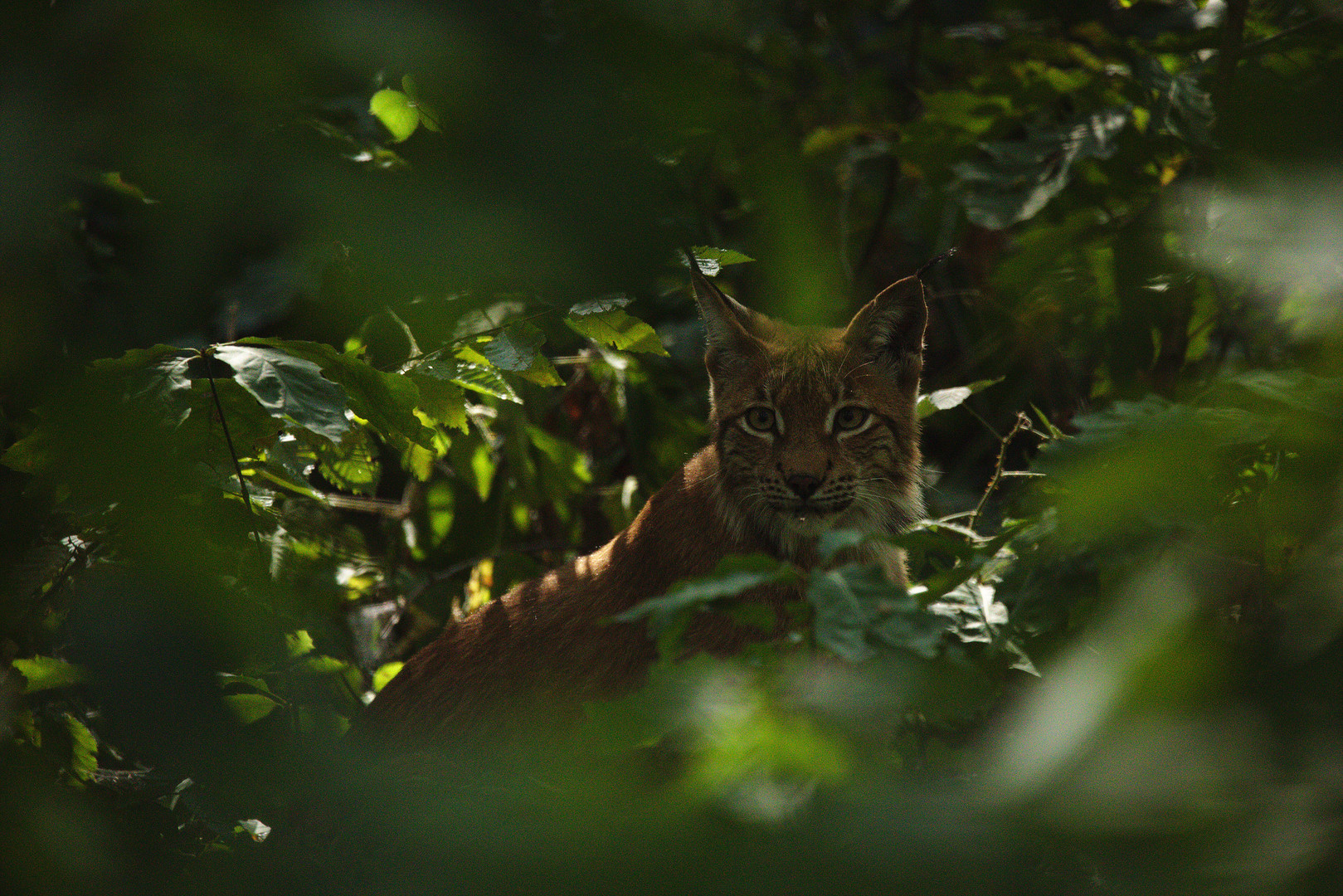 Luchs.. gut versteckt auch am Tag