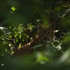 Luchs.. gut versteckt auch am Tag