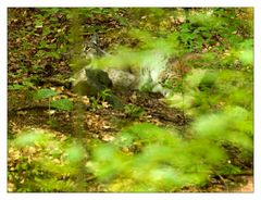 Luchs gut versteckt... Entfernung ca. 60-70m