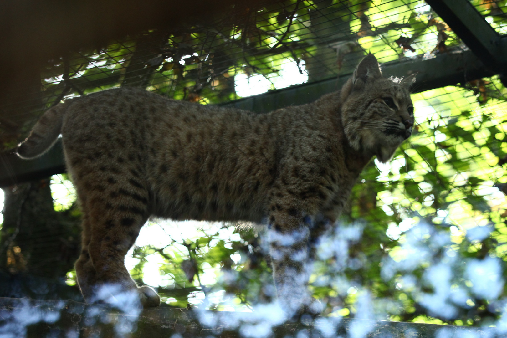 Luchs hinter Glas