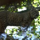 Luchs hinter Glas