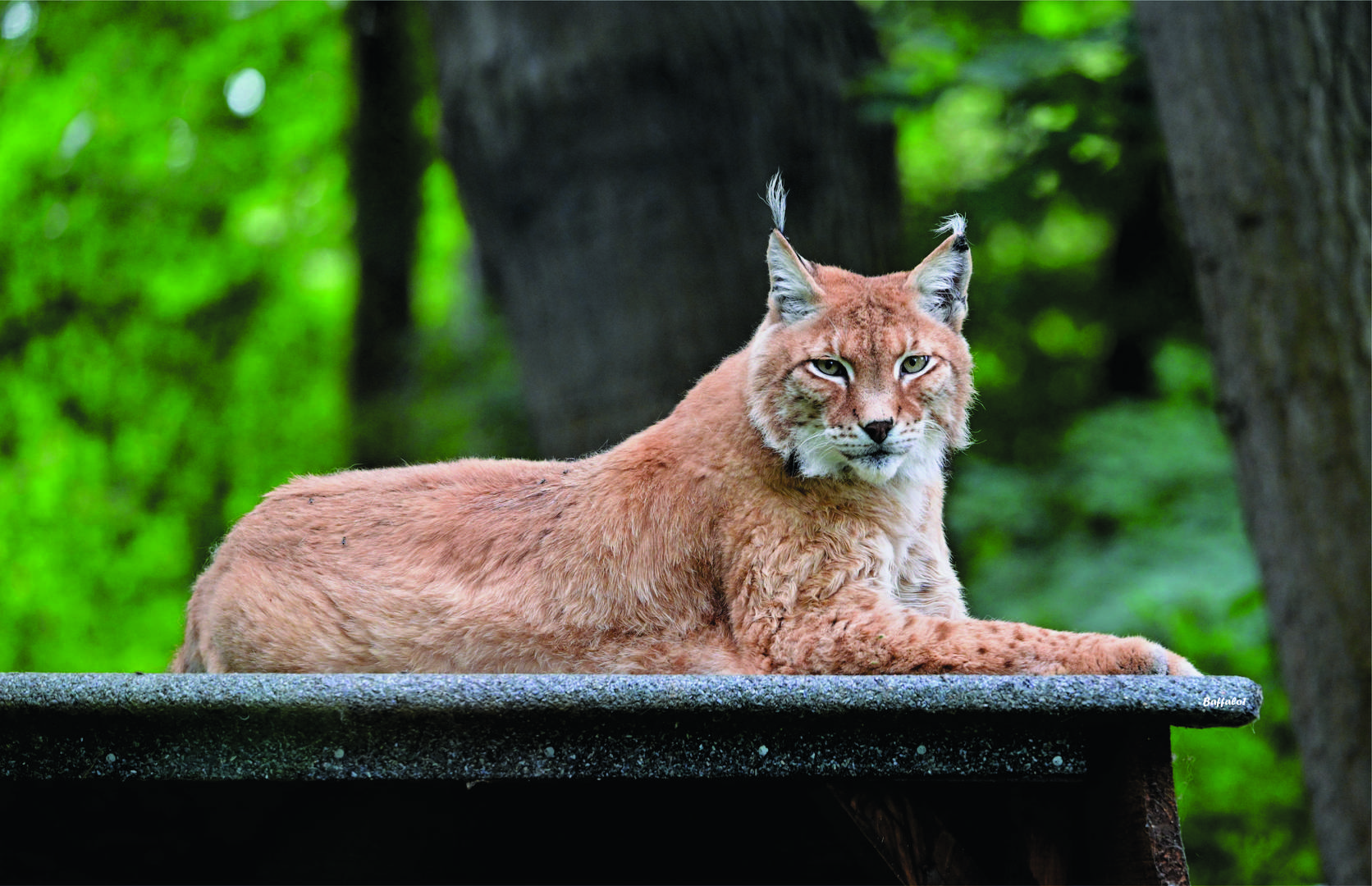 Luchs hinter Plexieglas