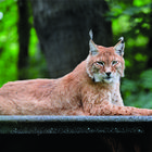 Luchs hinter Plexieglas