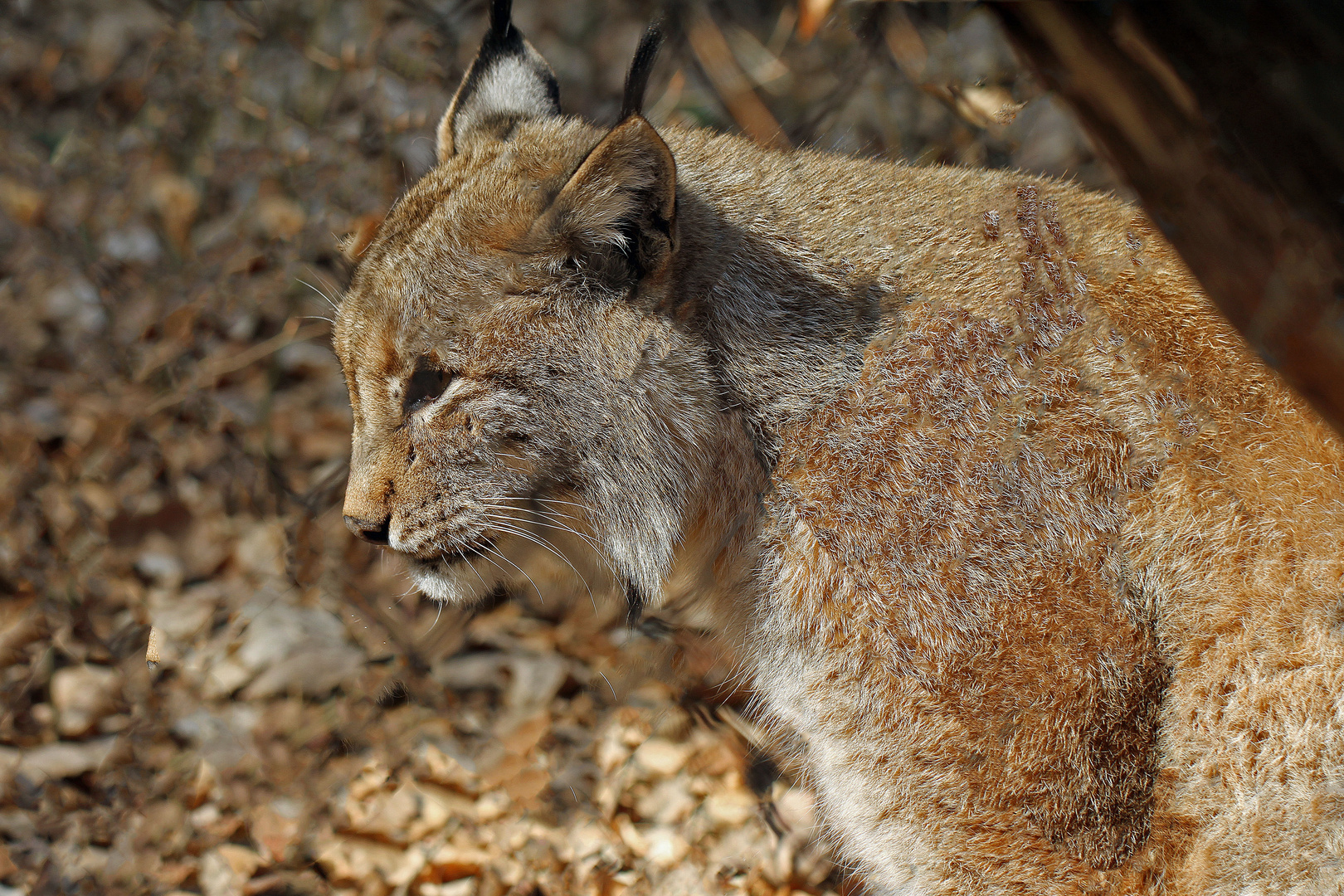 Luchs hinterm Gitter