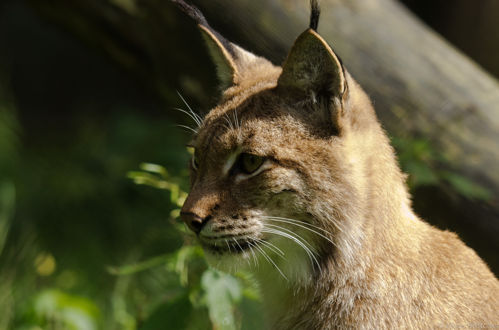 Luchs - hoch konzentriert