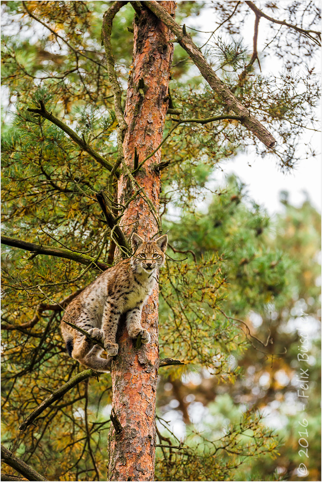 Luchs hoch oben in einer Kiefer