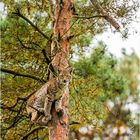 Luchs hoch oben in einer Kiefer