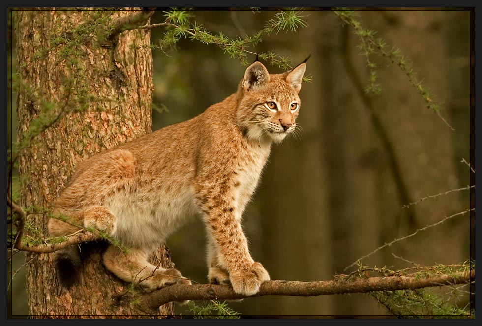 Luchs Höhenweg