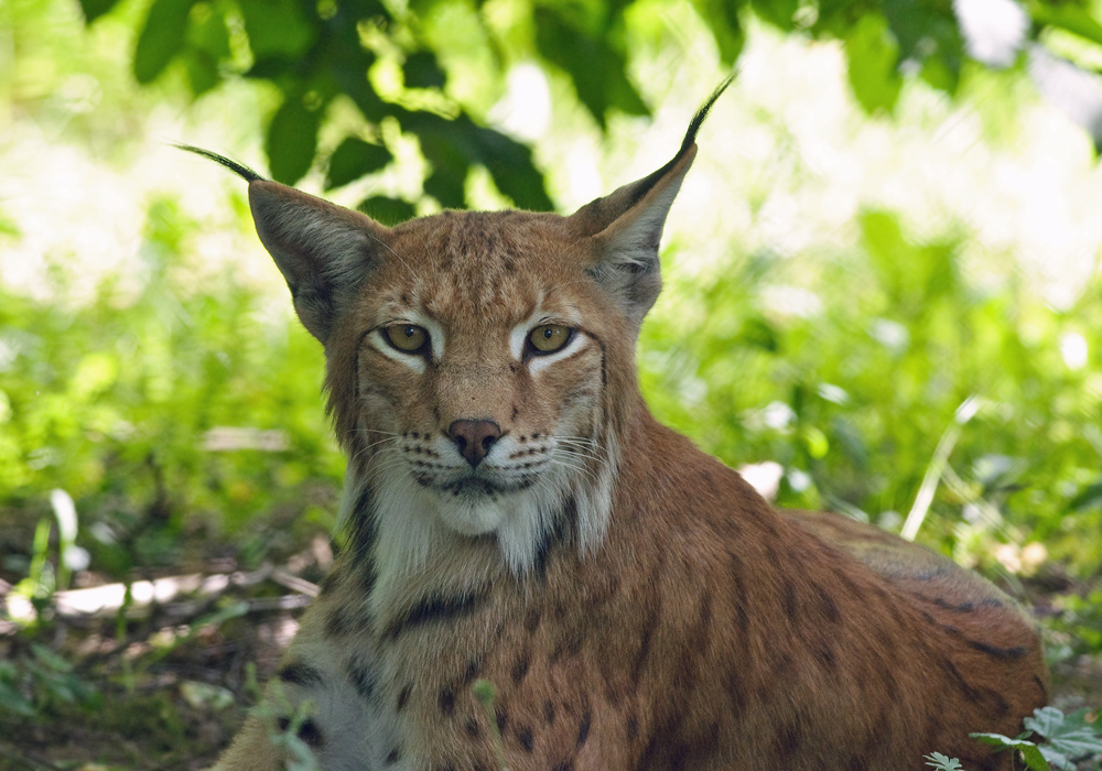 Luchs I