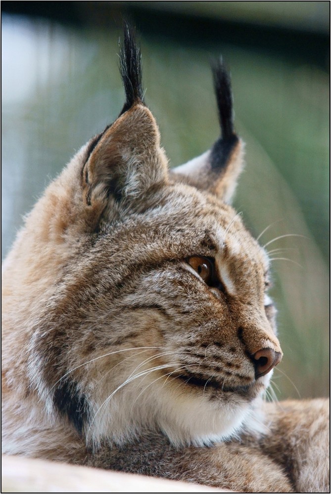 Luchs (I)