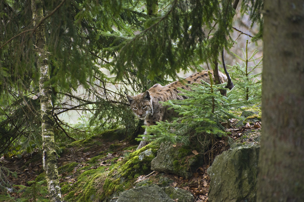 Luchs I