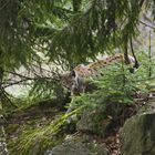 Luchs I