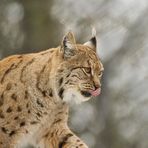 Luchs I