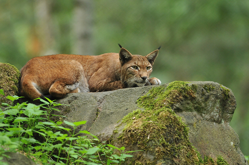 Luchs (iger) Blick 01