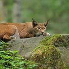 Luchs (iger) Blick 01